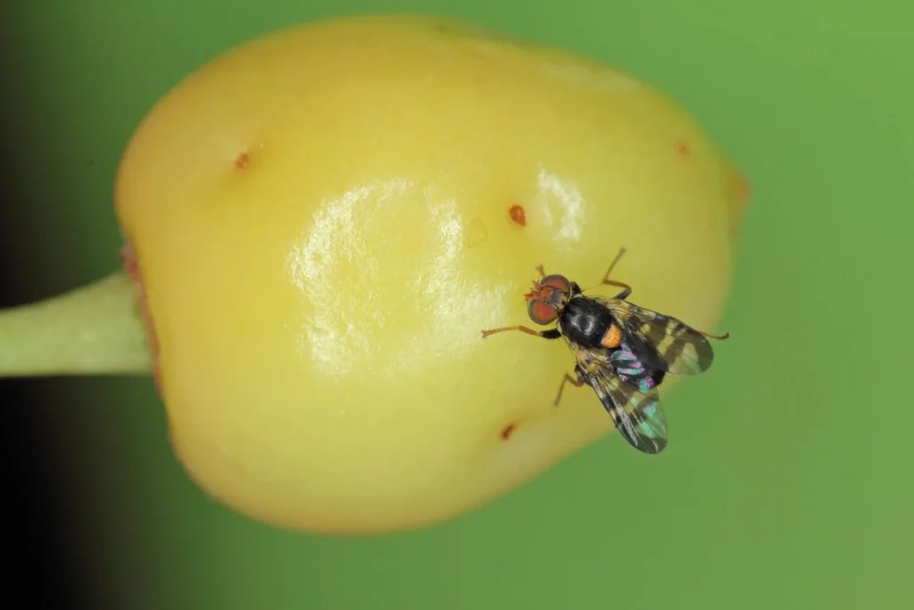 European Cherry Fruit Fly