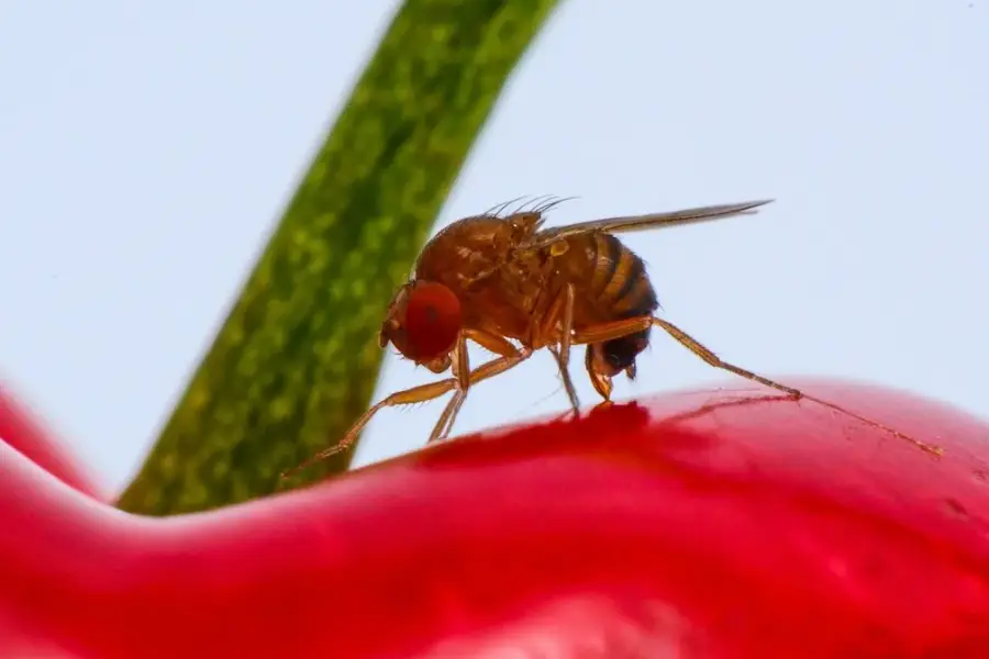 European Cherry Fruit Fly Pesticide