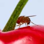 Kiraz sineği ilacı