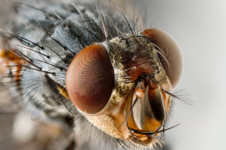 Housefly