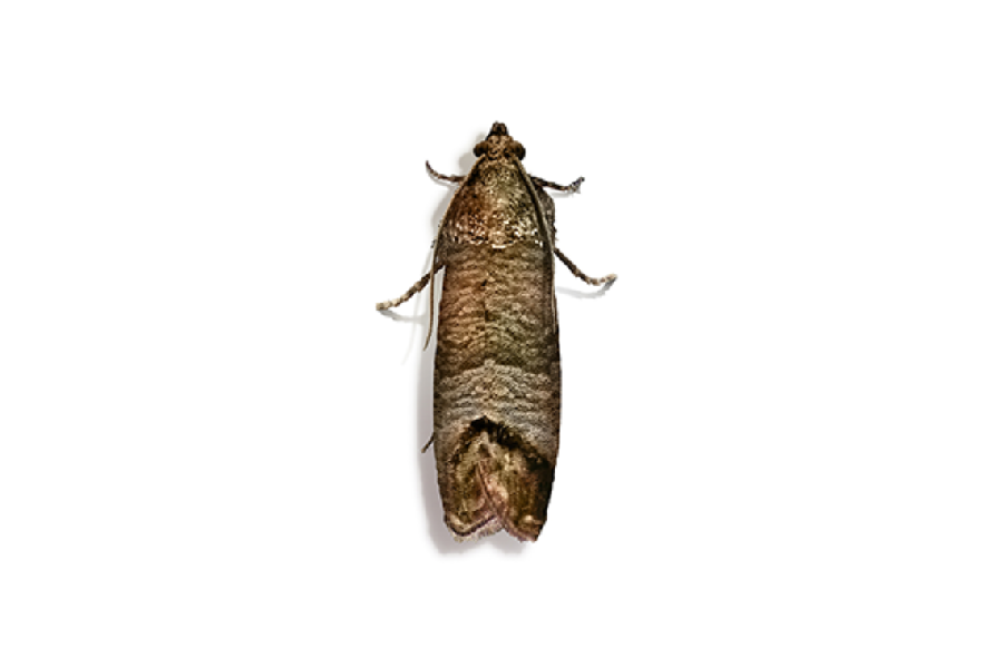 Apple Codling Moth