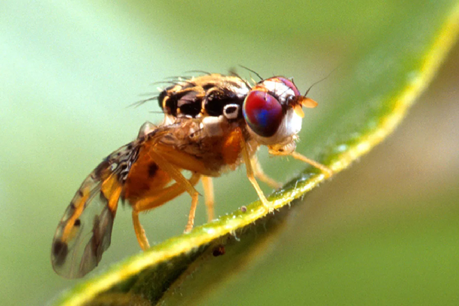 Fruit Fly