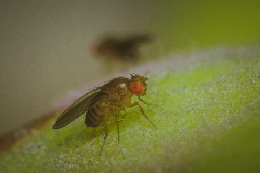 Mediterranean Fruit Fly Traps