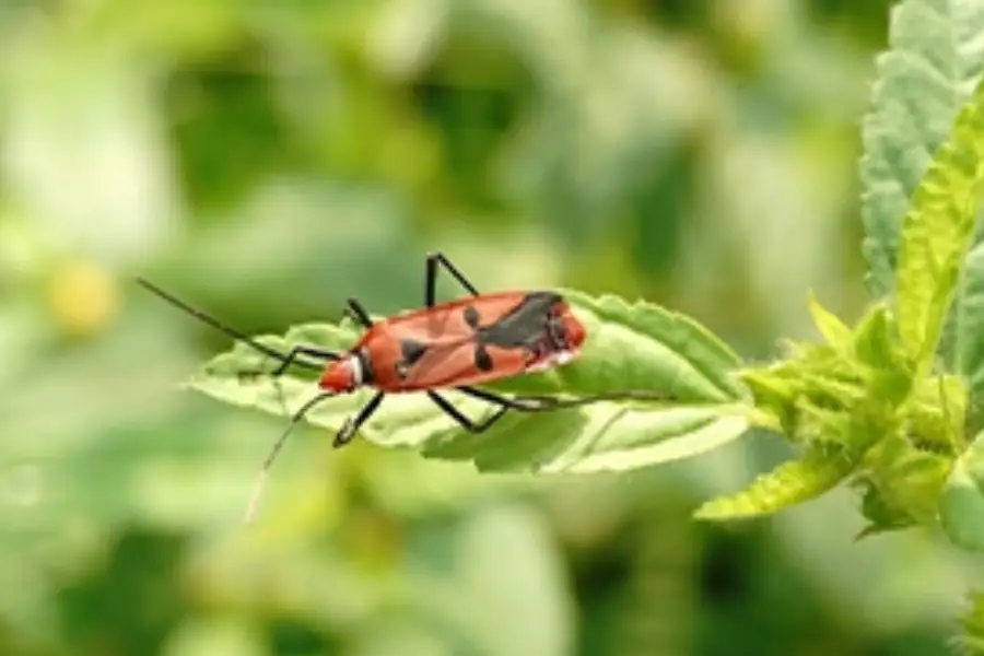 Tomato Moth