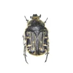 Bruchus Rufimanus