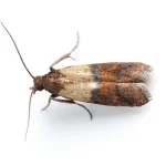 Dried Fruit Moth