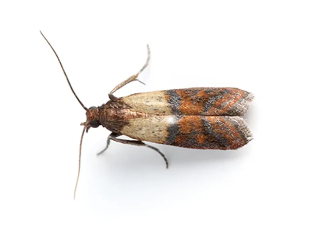 Dried Fruit Moth