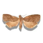 Oriental Fruit Moth