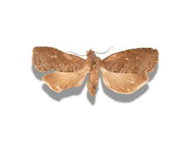 Oriental Fruit Moth