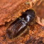 Bark Beetle