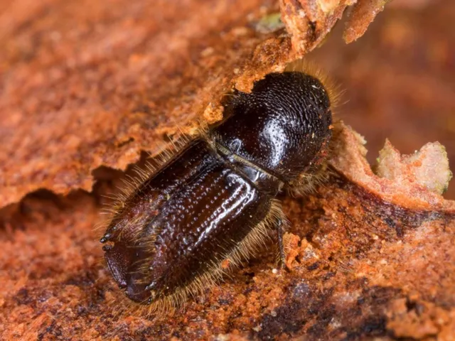 Bark Beetle