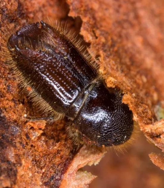 Bark Beetle