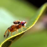 Mediterranean Fruit Fly