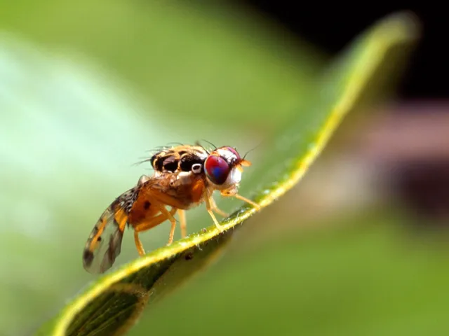 Mediterranean Fruit Fly