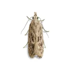 Peach Moth