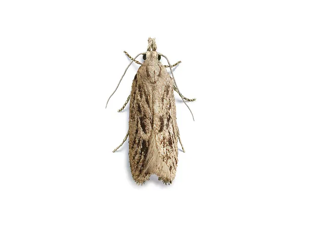 Peach Moth