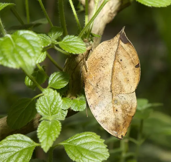 Peach Moth