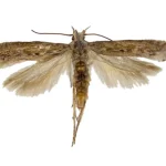 Potato Tuber Moth