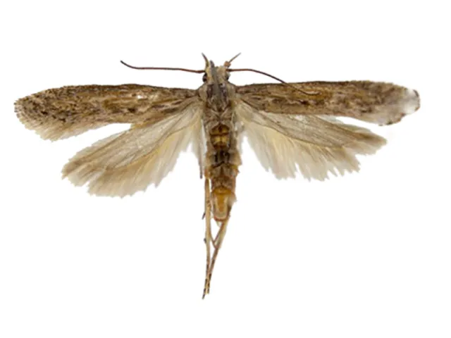 Potato Tuber Moth