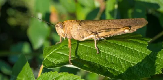 Potato Tuber Moth