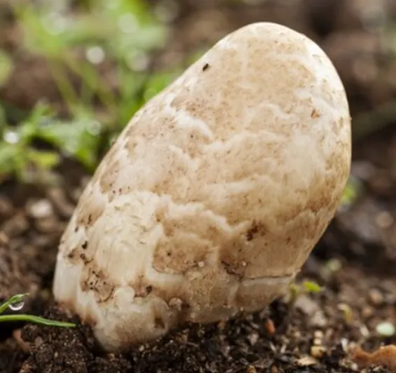 Potato Tuber Moth