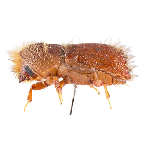 Köknar Kabuk Böceği